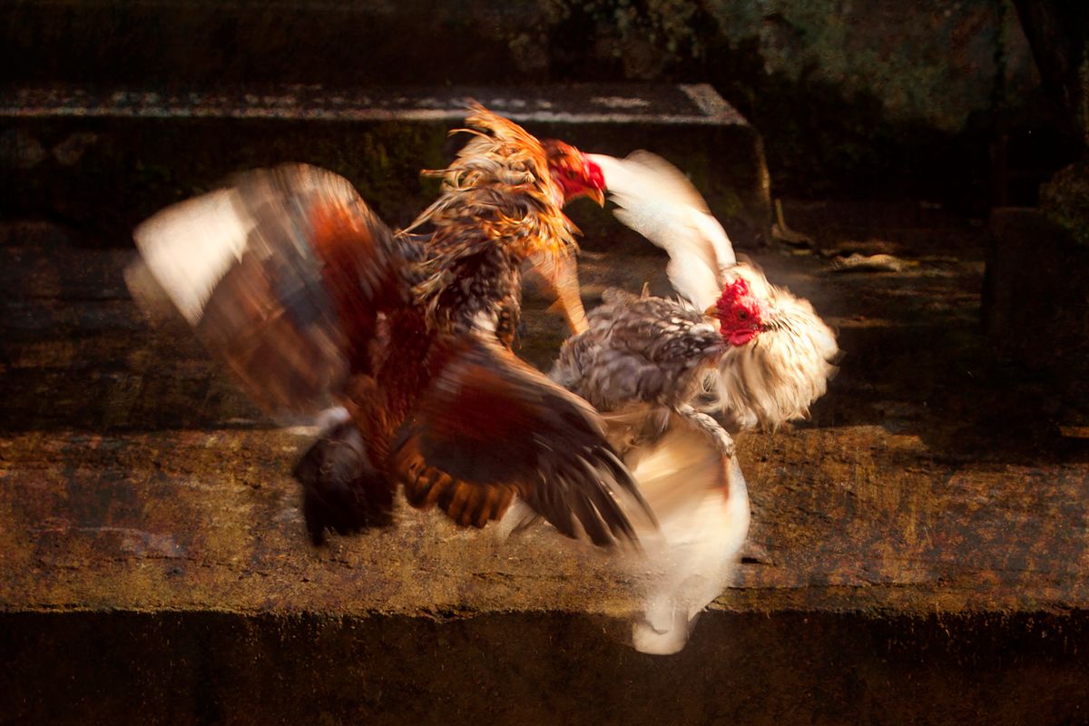 Sabung Ayam Online: Perspektif Informasional
